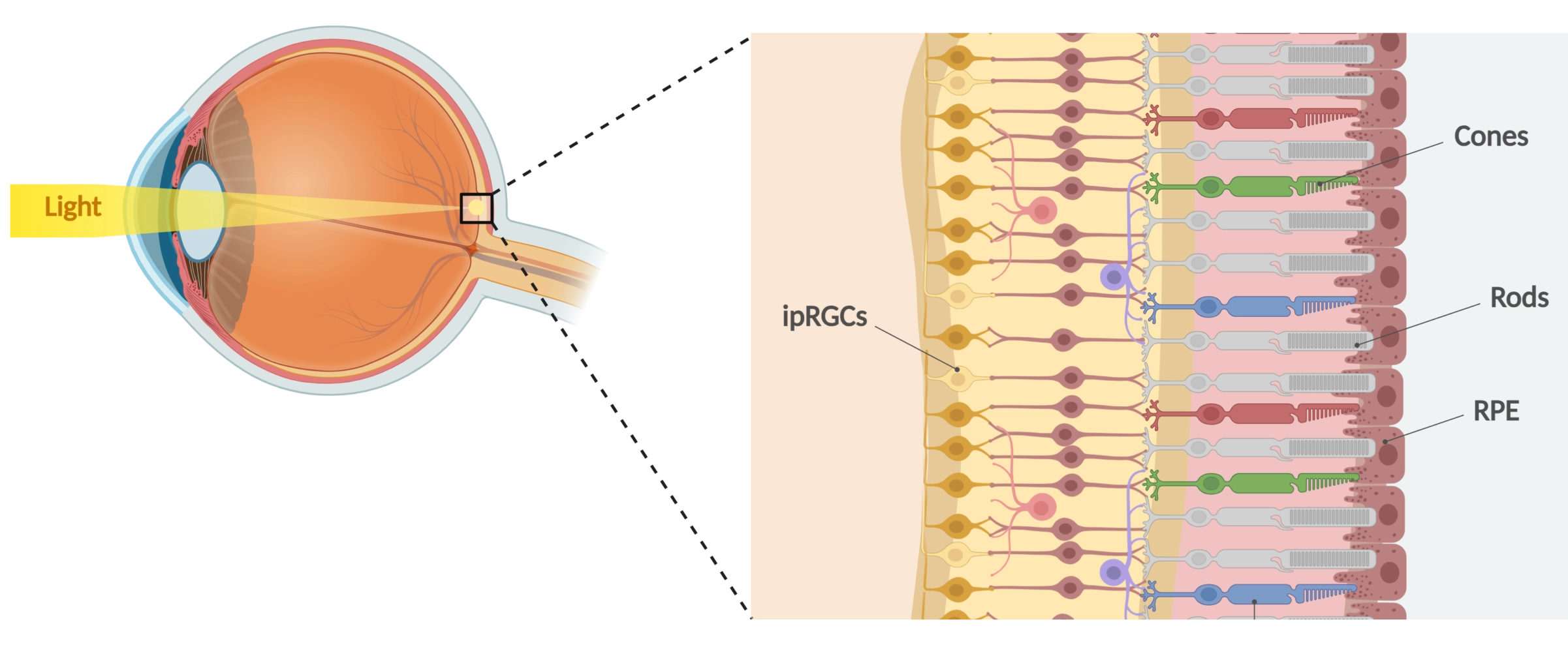 Cross-section of the human retina showing ipRGCs, cones, rods and the retinal pigment epithelium (RPE)